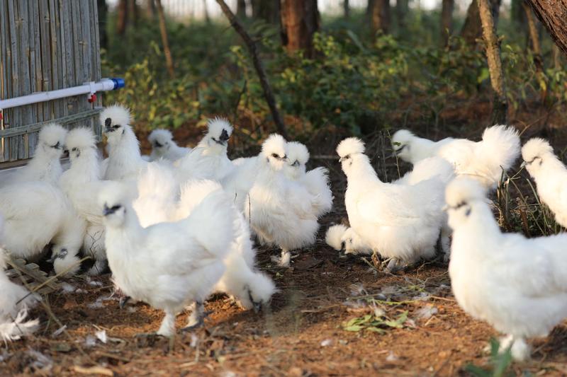 江西泰和乌鸡初生蛋30枚，富硒食品/叶酸含量高。