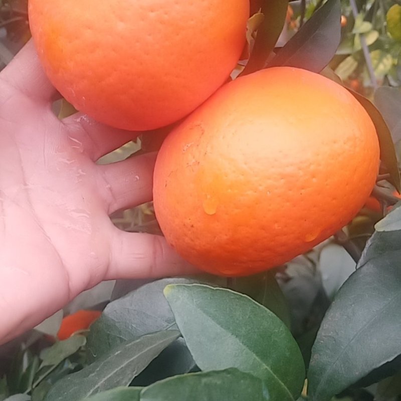 山地沃柑