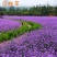 柳叶马鞭草种子多年生草花种子四季庭院园林景观绿化花海种