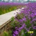 柳叶马鞭草种子多年生草花种子四季庭院园林景观绿化花海种