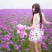 柳叶马鞭草种子多年生草花种子四季庭院园林景观绿化花海种