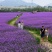 柳叶马鞭草种子多年生草花种子四季庭院园林景观绿化花海种