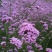 柳叶马鞭草种子多年生草花种子四季庭院园林景观绿化花海种