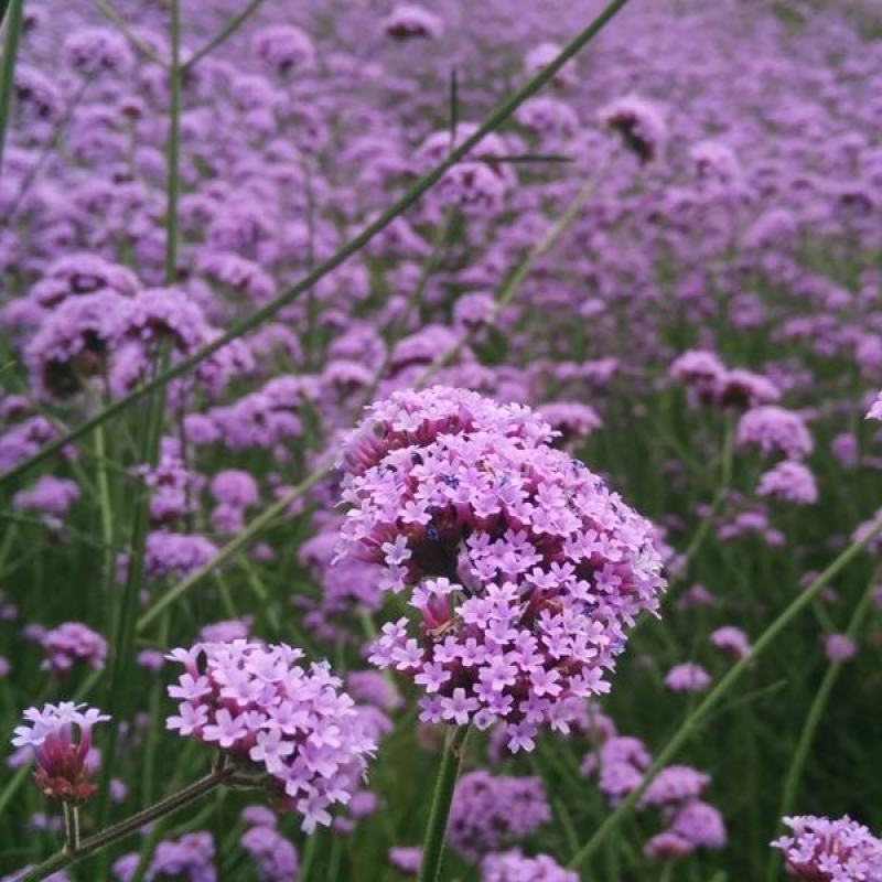 柳叶马鞭草种子多年生草花种子四季庭院园林景观绿化花海种