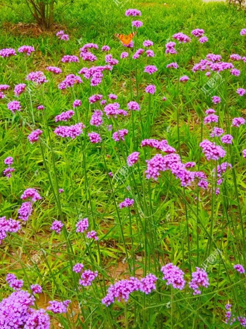 柳叶马鞭草种子多年生草花种子四季庭院园林景观绿化花海种