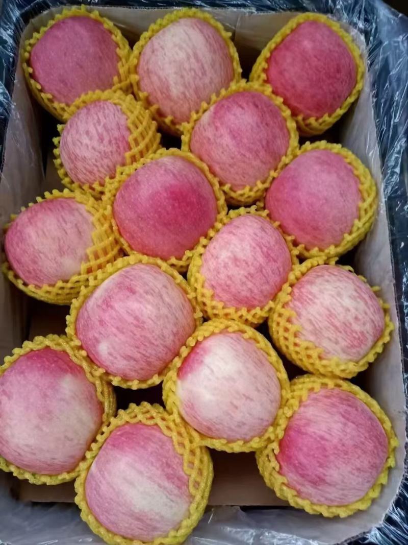 乾县纸袋短枝富士苹果，大量出库，色红，个大，脆，甜，