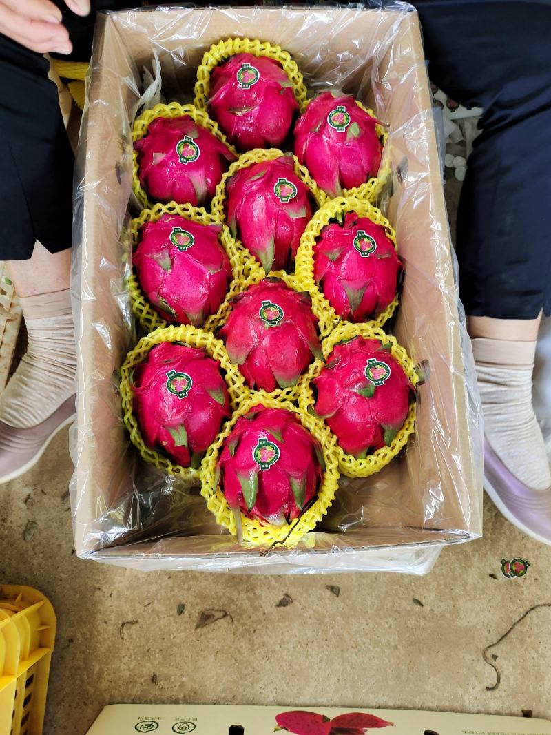 海南红心火龙果大量出货口感很好支持一件代发对接大客户