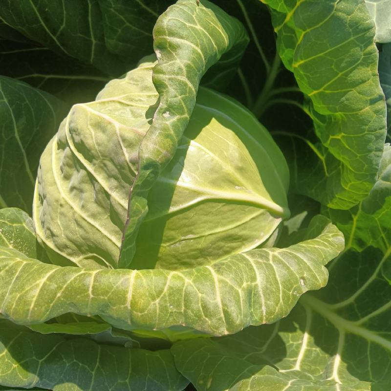 莲花白菜圆包菜甘蓝湖北大量促销甘蓝旺旺思特丹包菜现摘现卖