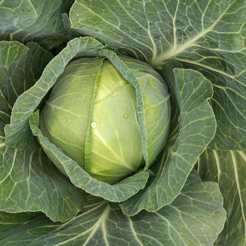 莲花白菜圆包菜甘蓝湖北大量促销甘蓝旺旺思特丹包菜现摘现卖