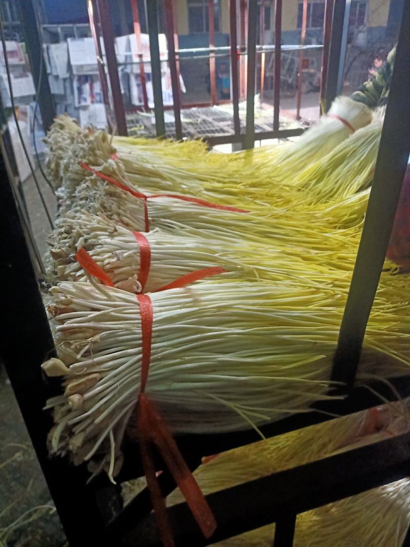 山东新鲜蒜黄，产地直供现割现卖，头茬50到60厘米可代发