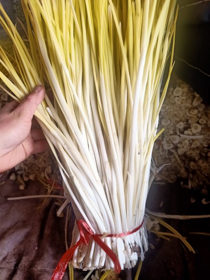 山东新鲜蒜黄，产地直供现割现卖，头茬50到60厘米可代发