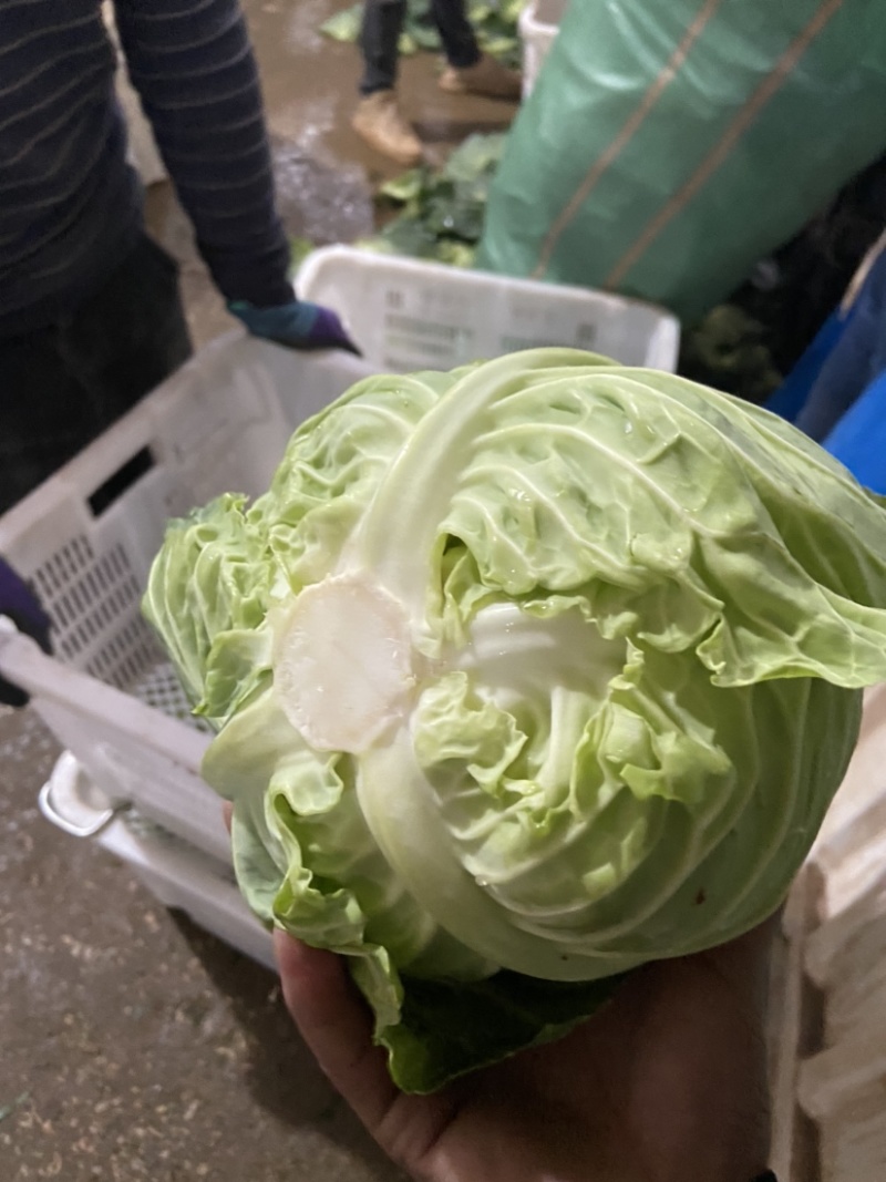 甘蓝