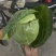 甘蓝