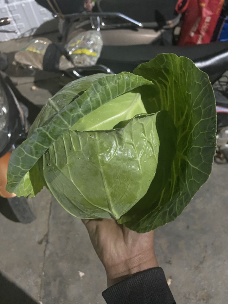 甘蓝