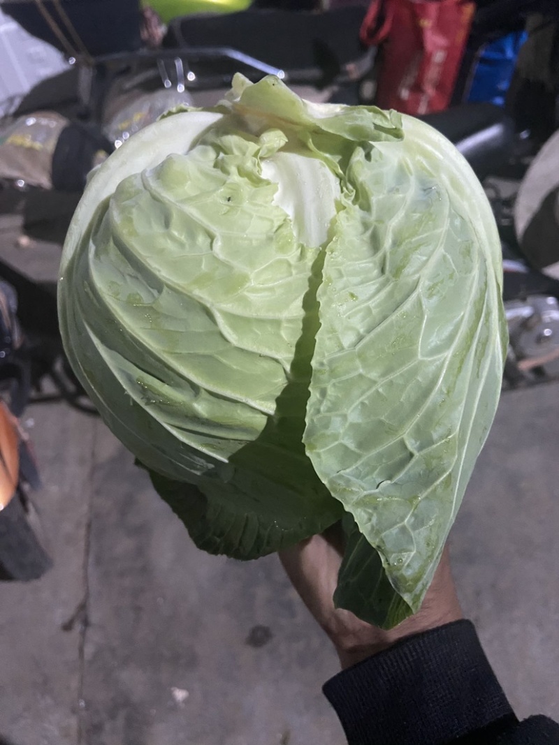 甘蓝