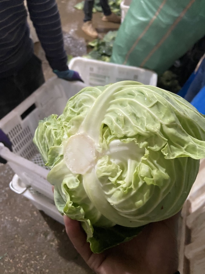 甘蓝