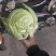 甘蓝