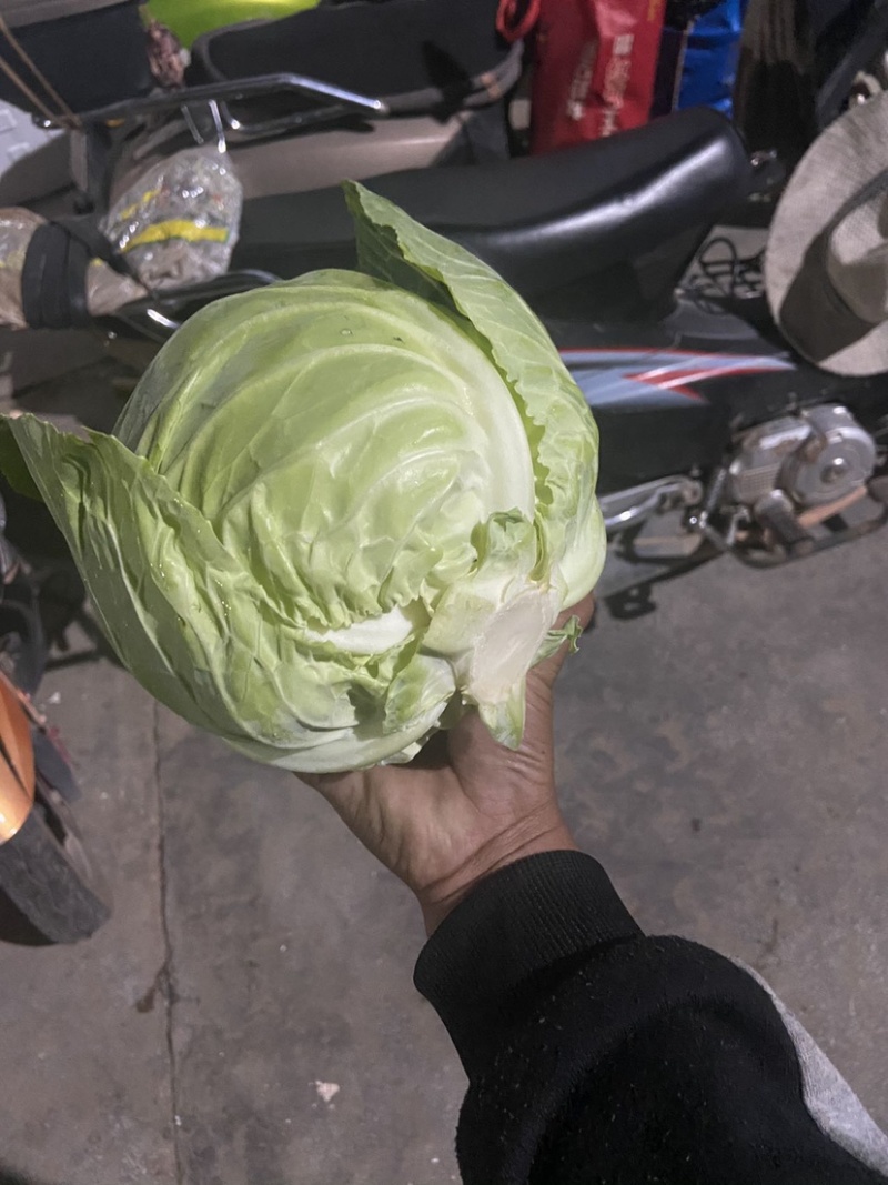 甘蓝