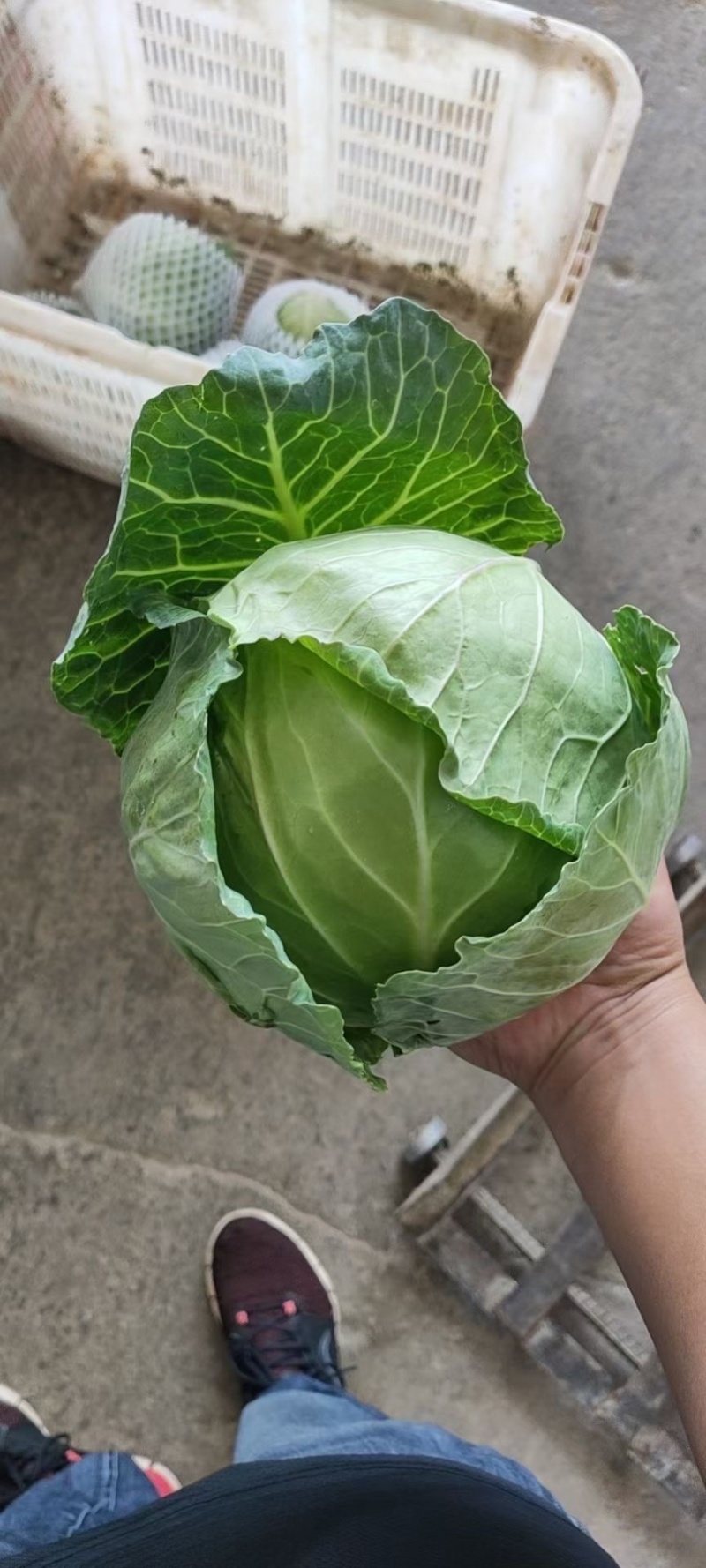 甘蓝