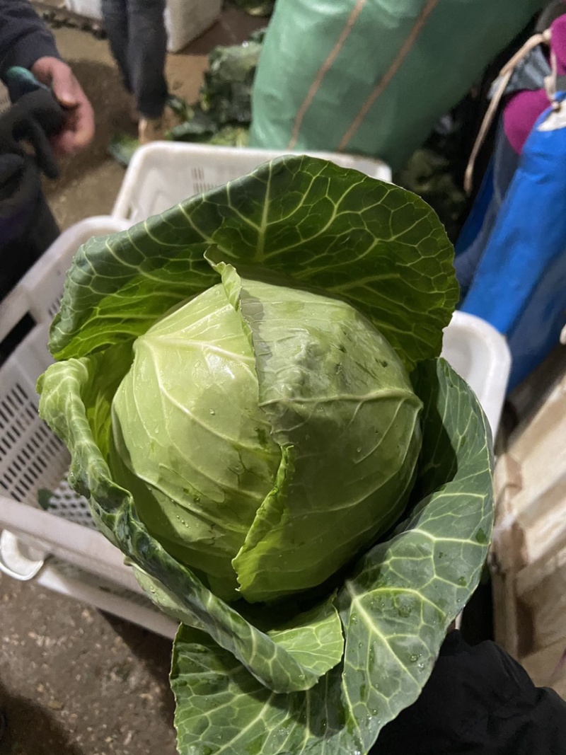 甘蓝