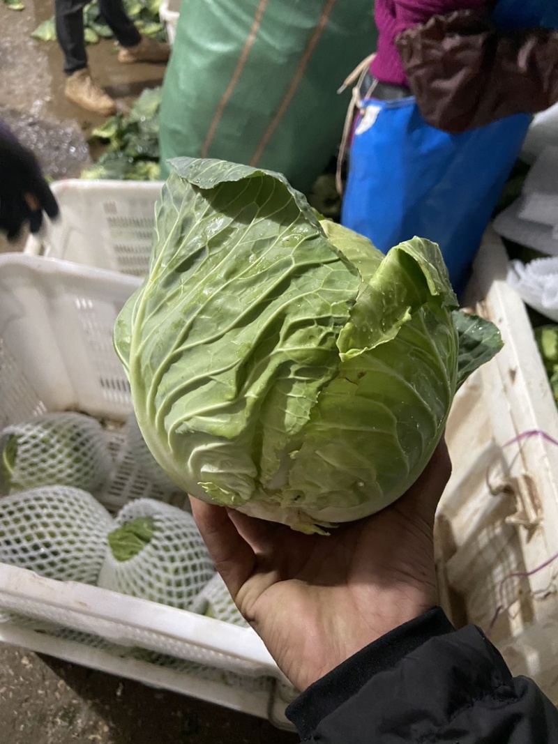 甘蓝