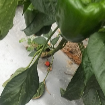 圆椒