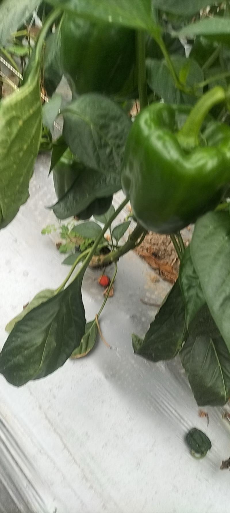 圆椒