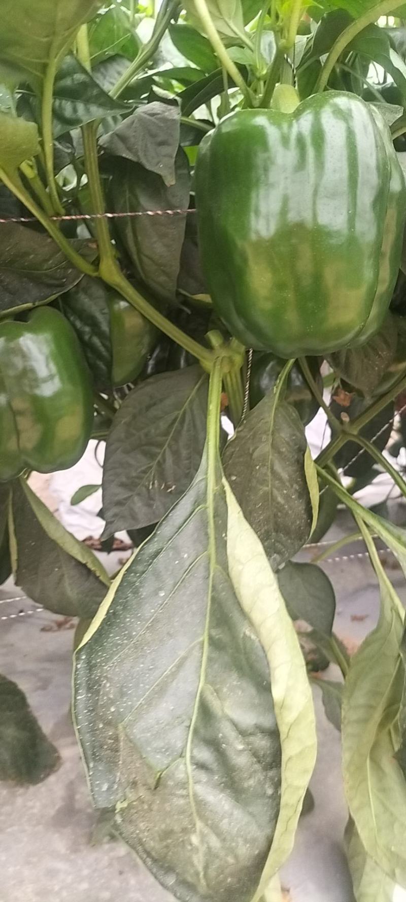 圆椒