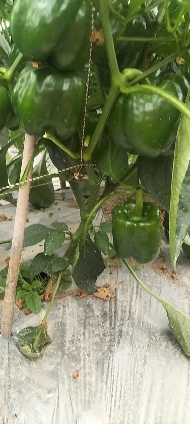 圆椒