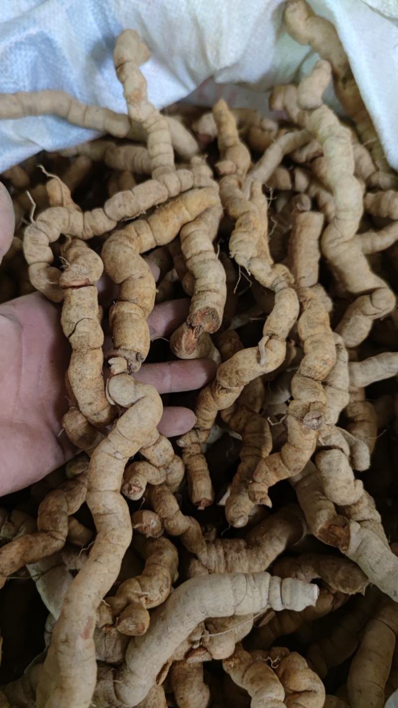 生鲜货特大巴戟天特级标头去芯巴戟肉自有加工场农户直发