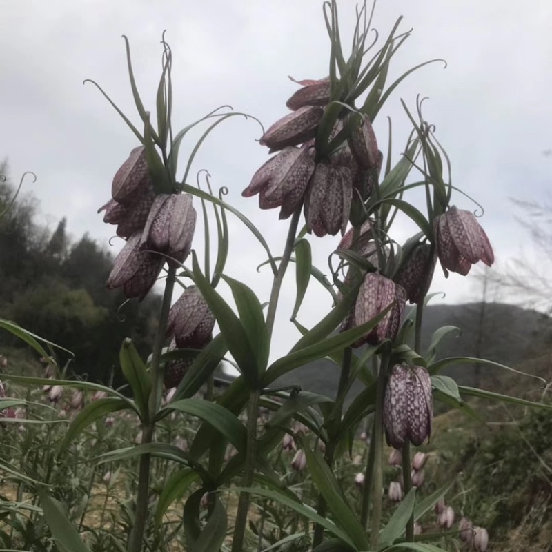 湖北贝母种苗紫花贝母花苗鄂贝母种球川贝川贝苗