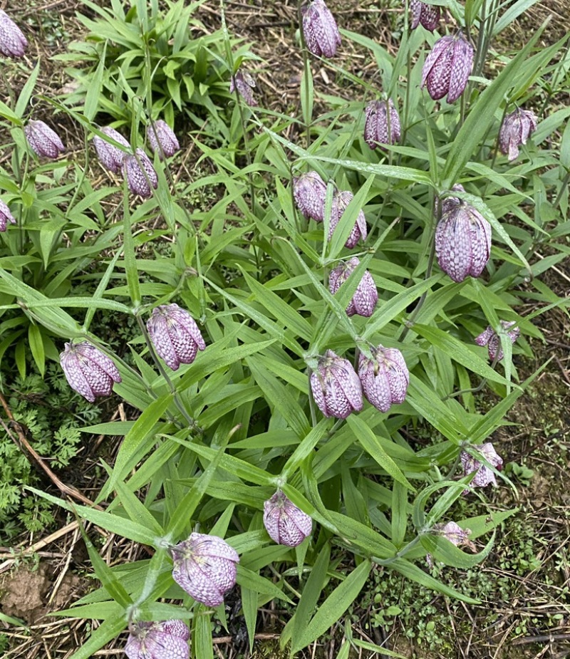 湖北贝母种苗紫花贝母花苗鄂贝母种球川贝川贝苗