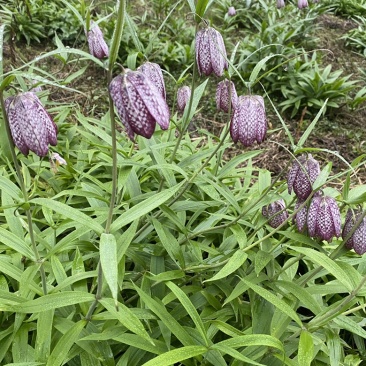 湖北贝母种苗紫花贝母花苗鄂贝母种球川贝川贝苗