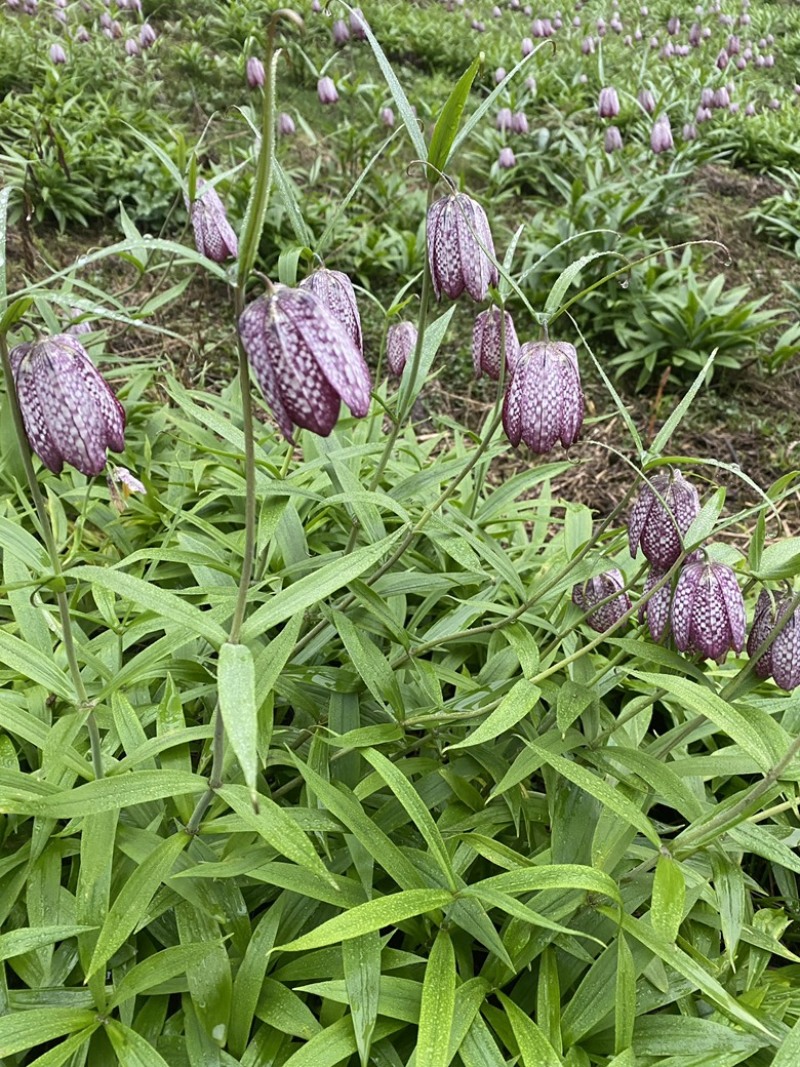 湖北贝母种苗紫花贝母花苗鄂贝母种球川贝川贝苗