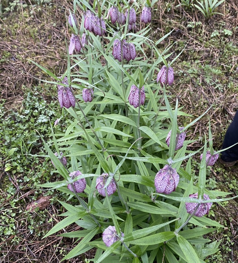 湖北贝母种苗紫花贝母花苗鄂贝母种球川贝川贝苗