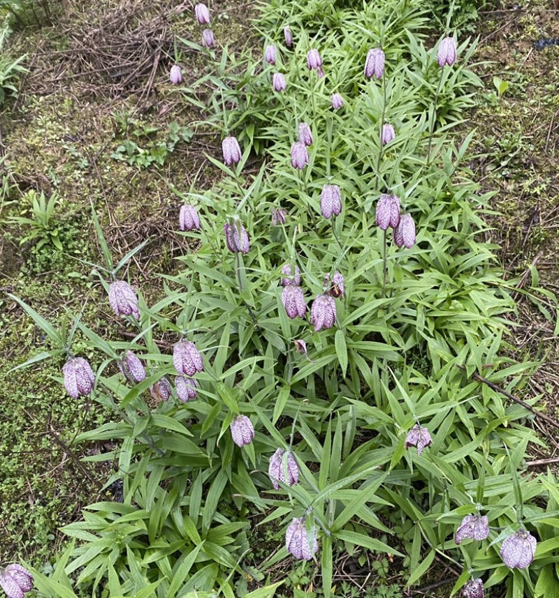 湖北贝母种苗紫花贝母花苗鄂贝母种球川贝川贝苗