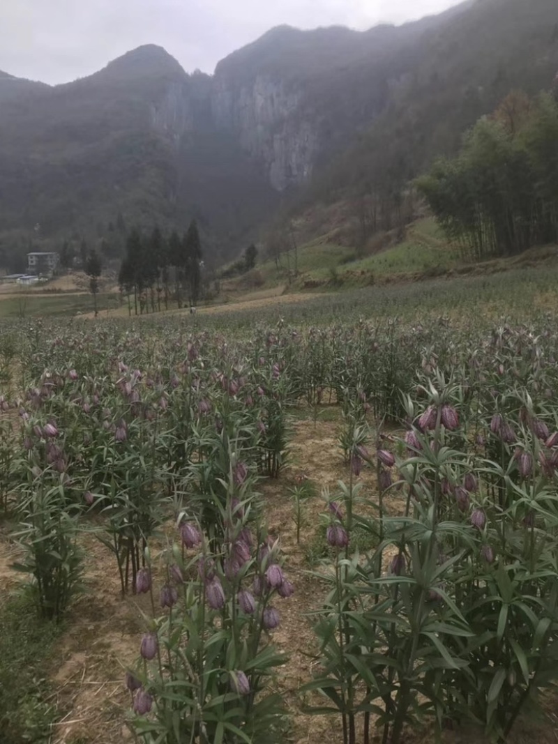 湖北贝母种苗紫花贝母花苗鄂贝母种球川贝川贝苗