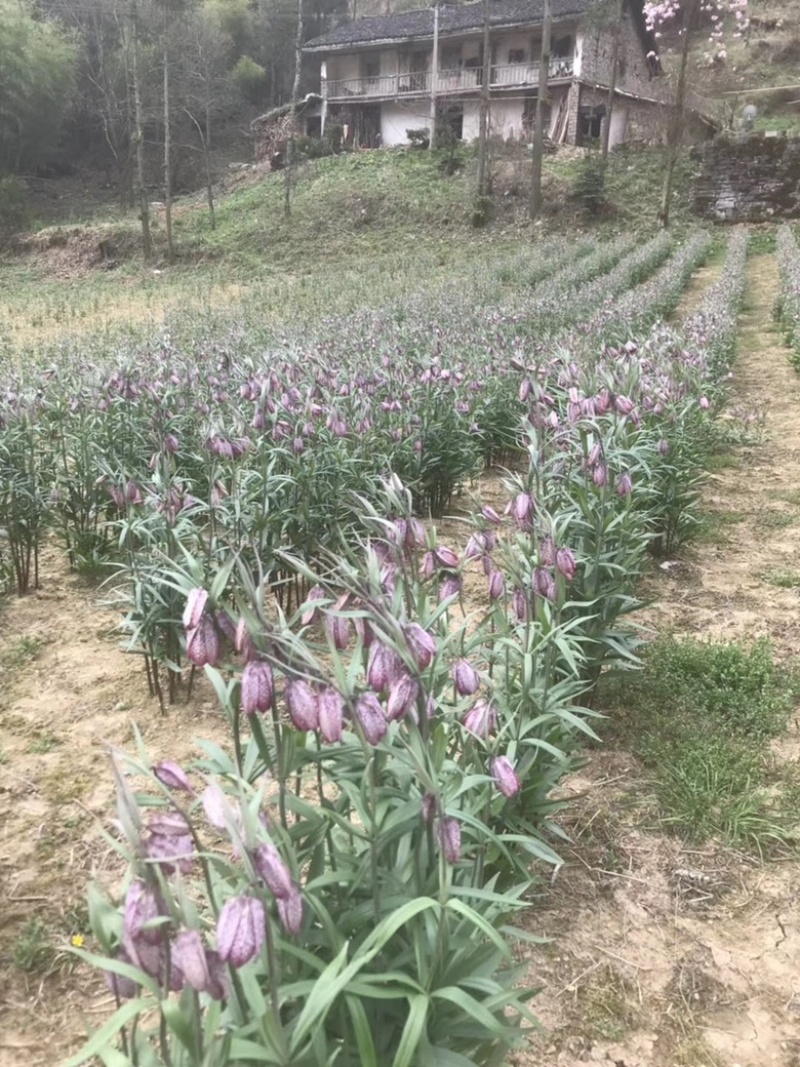 湖北贝母种苗紫花贝母花苗鄂贝母种球川贝川贝苗