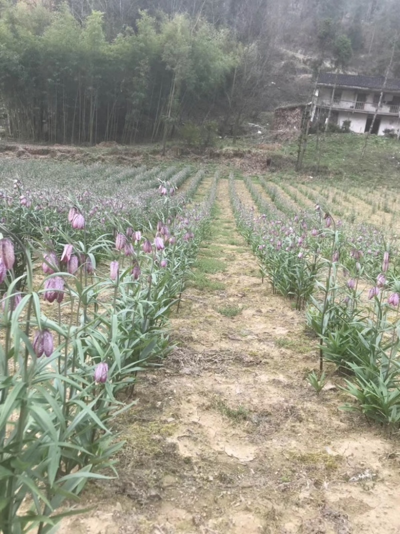 湖北贝母种苗紫花贝母花苗鄂贝母种球川贝川贝苗