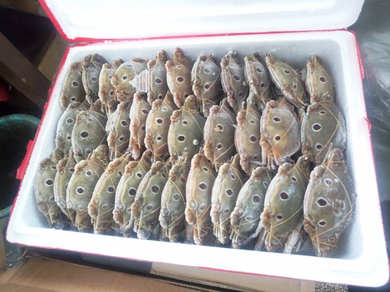 三点蟹