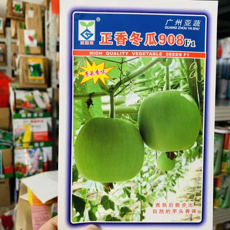 新研发小型冬瓜新品种芋头香味冬瓜种子一串铃冬瓜耐热