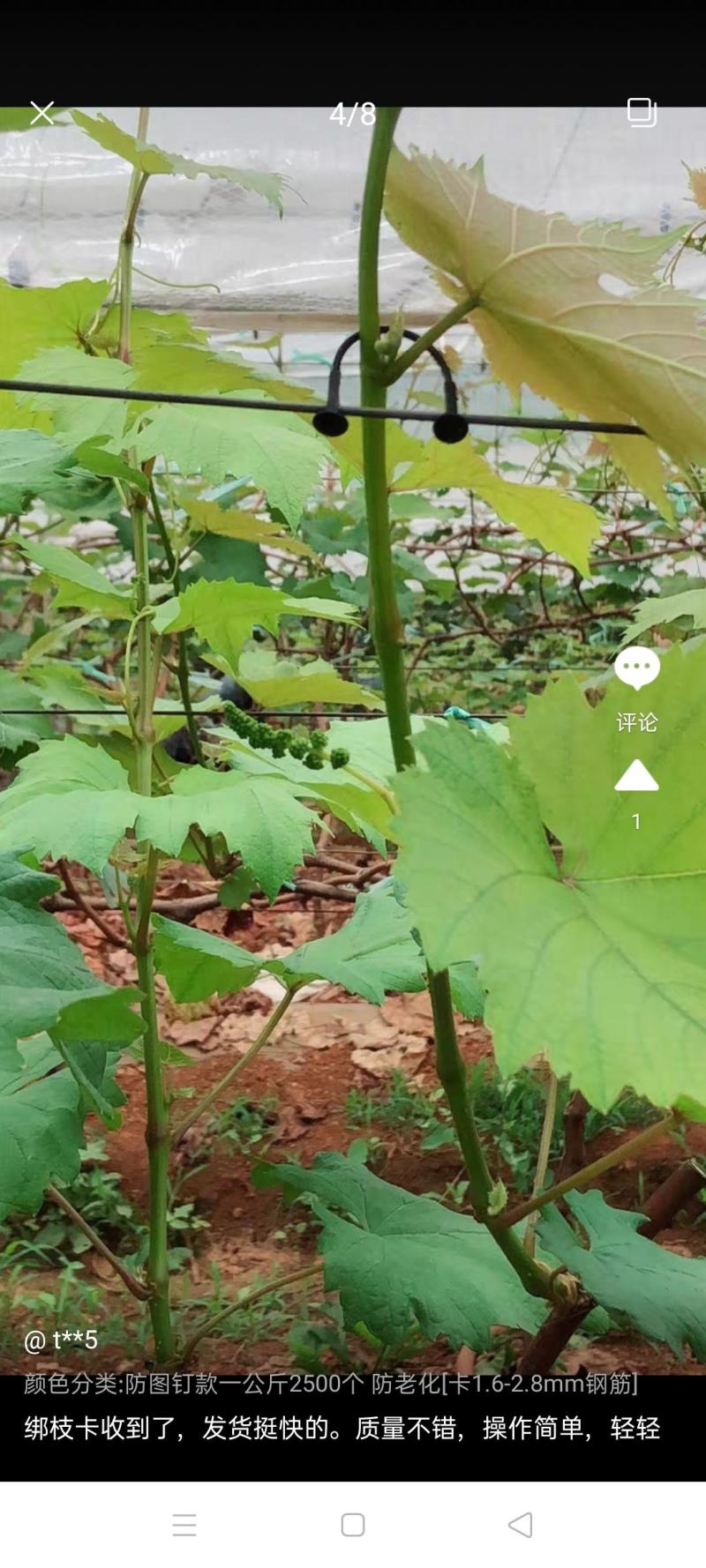 葡萄绑枝卡果树绑蔓卡绿植塑料绑枝器绑枝丝猕猴桃枝蔓固定卡