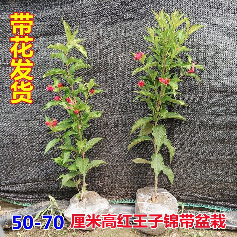 红王子锦带床苗绿化绿篱盆栽40公分高红王子锦带毛球价格
