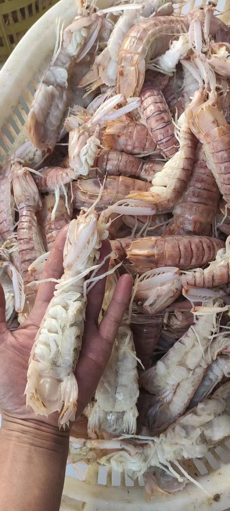 活煮皮皮虾