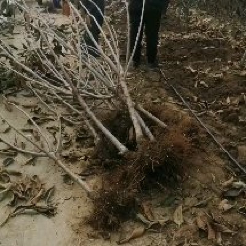 矮化樱桃苗樱桃树，萨米脱，布鲁克斯，美早，现场起苗，品种纯