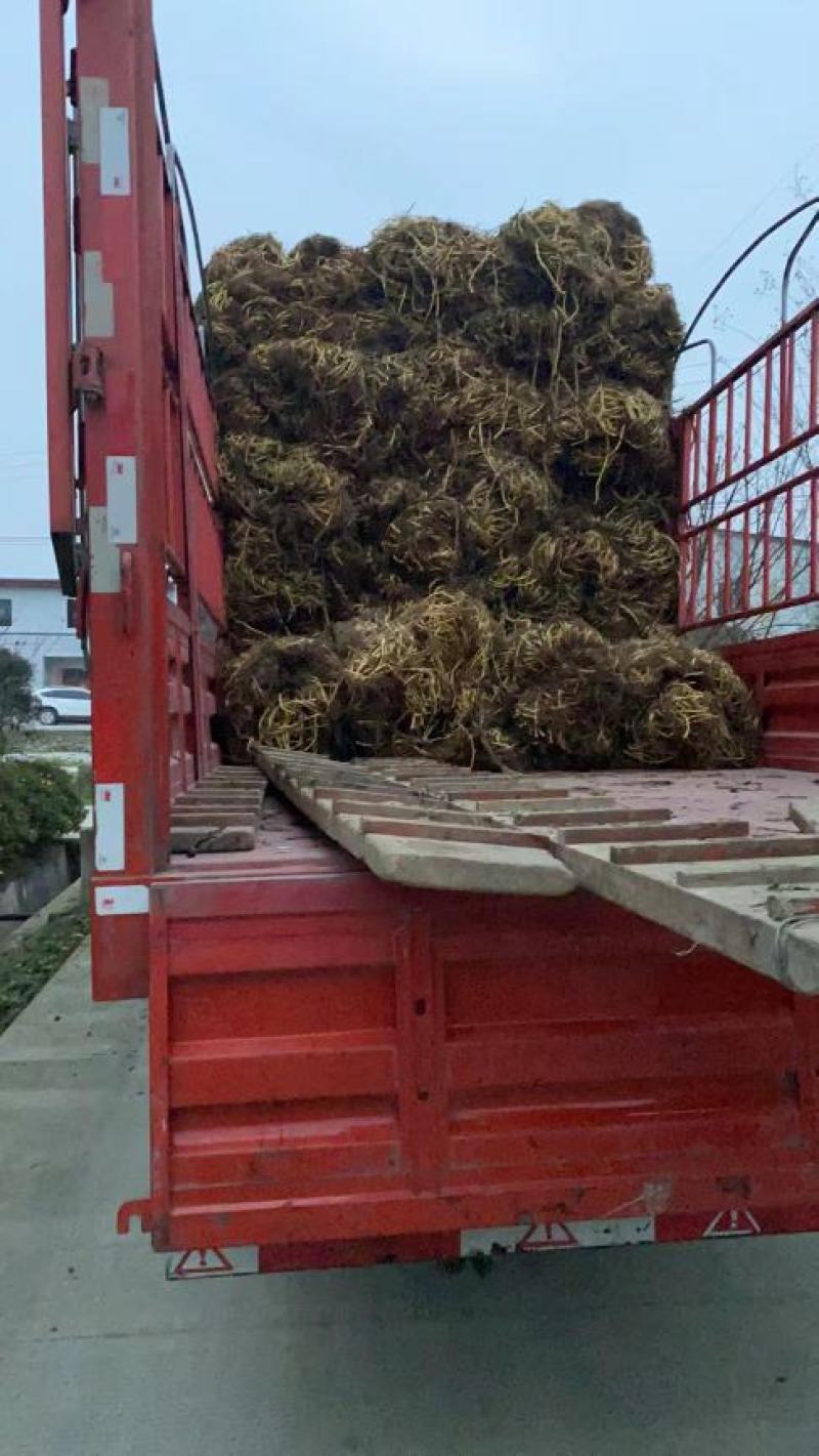 成都本地柳叶空心菜种藤老杆子，自产自销。质量保证欢迎订购