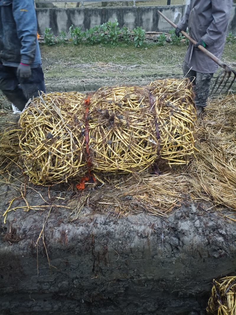 成都本地柳叶空心菜种藤老杆子，自产自销。质量保证欢迎订购