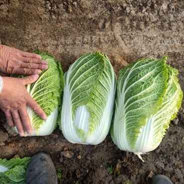 黄心白菜3~5斤颜色绿个头勻实质量杠杠滴！