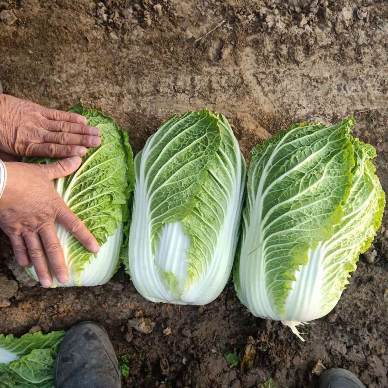 黄心白菜3~5斤颜色绿个头勻实质量杠杠滴！