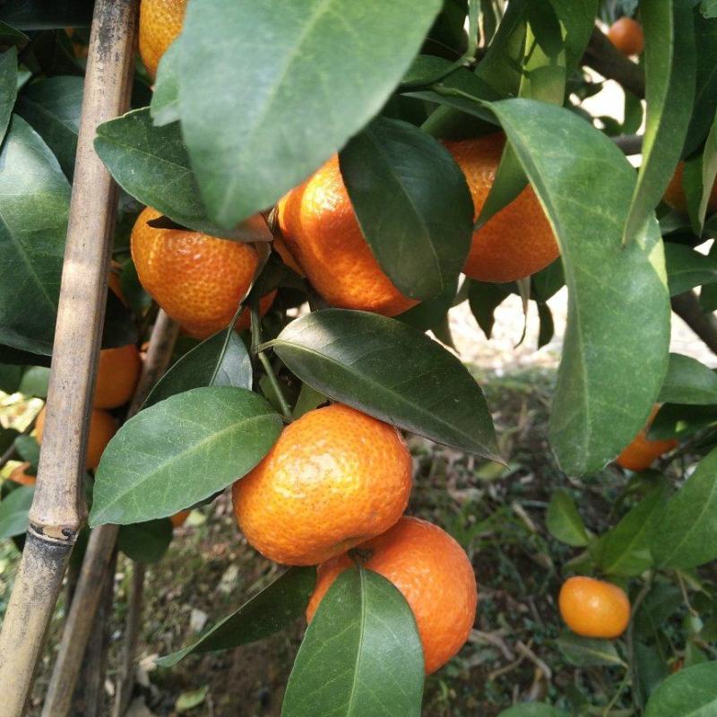 桂林沙糖橘